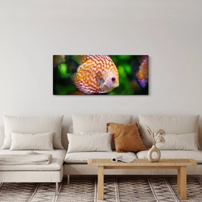 Obraz ryby (120x50 cm)