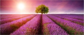 Obraz poľa s levanduľami (120x50 cm)