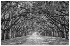 Obraz na plátne - Historické dubové stromy lemované poľnou cestou 1239QE (150x100 cm)