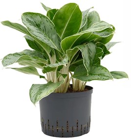 Aglaonema Cintho Queen Tuft Pots.25/19 výška 60 cm