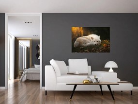 Obraz - Odpočívajúci vlk (90x60 cm)