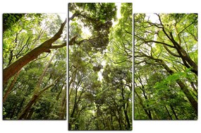 Obraz na plátne - Zelené stromy v lese 1194C (135x90 cm)