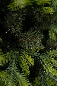 Limpol Kanadská borovica 2,20 m