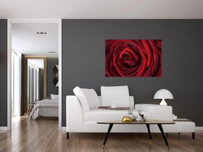 Obraz - Červená ruža s kvapkami rosy (90x60 cm)