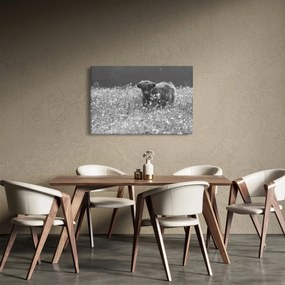 Obraz - Škótska krava 5, čiernobiela (90x60 cm)