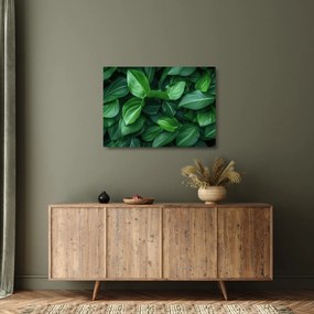 Sklenený obraz - Zelené listy (70x50 cm)