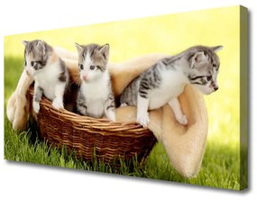 Obraz Canvas Mačky zvieratá 125x50 cm