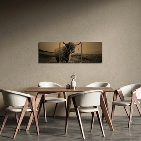 Obraz - Škótska krava v behu (s hodinami) (90x30 cm)