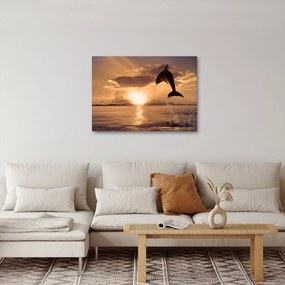 Obraz - Delfín pri západe slnka (70x50 cm)