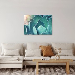 Obraz - Sukulent (70x50 cm)