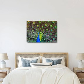 Obraz - Páv (70x50 cm)