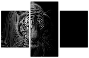 Obraz divokého tigra (90x60 cm)
