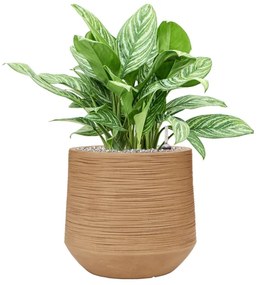 Aglaonema stripes 27x70 cm