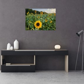 Sklenený obraz - Slnečnicové pole II. (70x50 cm)
