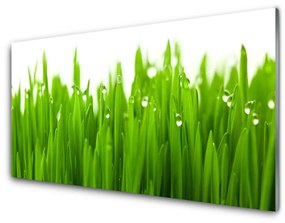 Obraz na akrylátovom skle Tráva príroda rastlina 125x50 cm