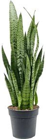 Sansevieria zeylanica 21x70 cm