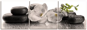 Obraz na plátne - Lávové kamene a  kvety - panoráma 563FB (120x40 cm)