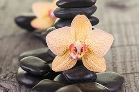 Obraz žltá orchidea a Zen kamene - 120x80
