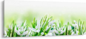 Obraz - Snežienky (120x50 cm)