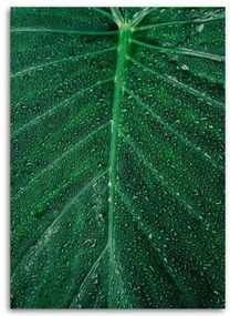 Obraz na plátně List Příroda Rostlina Zelená - 80x120 cm