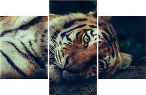 Obraz - Tiger Sibírsky (90x60 cm)