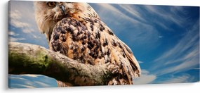 Obraz sovy (120x50 cm)