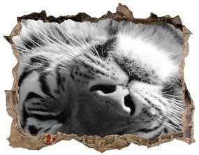 Díra 3D fototapeta nálepka Spiace tiger nd-k-125000206