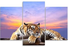 Obraz na plátně třídílný Tygr divoká zvířata - 120x80 cm