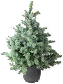 Vianočný stromček v kvetináči Smrek strieborný 120-150 cm, stredný