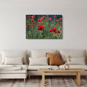 Obraz - Lúka s vlčími makmi (90x60 cm)