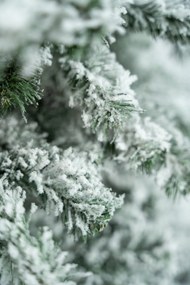 Limpol Vianočný stromček Jedľa Karolína – zasnežená Výška stromčeka: 220 cm