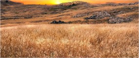 Obraz pole (120x50 cm)