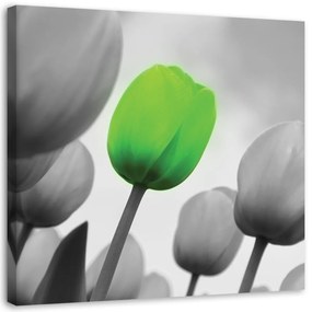 Obraz na plátně Tulipány zelená šedá - 60x60 cm