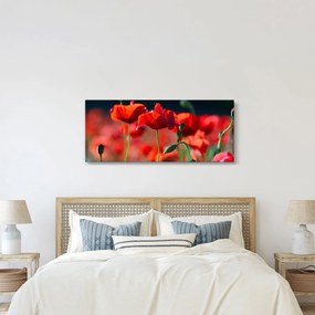 Obraz - vlčie maky (120x50 cm)