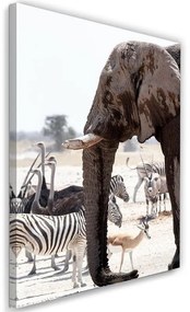 Obraz na plátně, Slon Afrika Zvířata Příroda - 60x90 cm