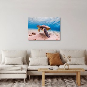 Obraz korytnačky v oceáne (70x50 cm)