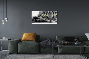 Obraz na plátne šedočierna mačka 125x50 cm