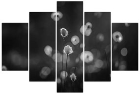 Obraz - Cottongrass na lúke (150x105 cm)