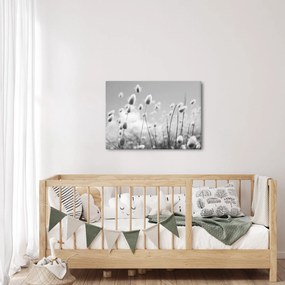 Obraz - Boho bunny tail grass (70x50 cm)