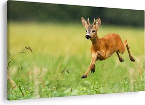 Obraz - Srnček (90x60 cm)
