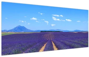 Obraz - Levanduľové pole (120x50 cm)