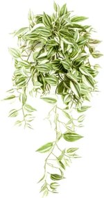 Tradescantia hanging bush 70 cm