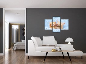 Obraz - Spiace mačiatka (90x60 cm)