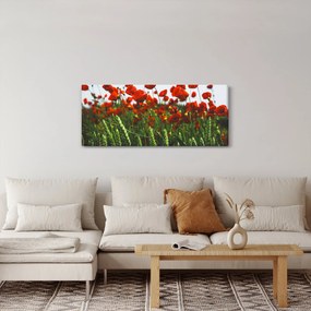 Obraz vlčích makov vo vetre (120x50 cm)