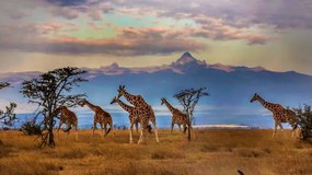 Fotografia Herd of Reticulated giraffes in front, Manoj Shah, (40 x 22.5 cm)
