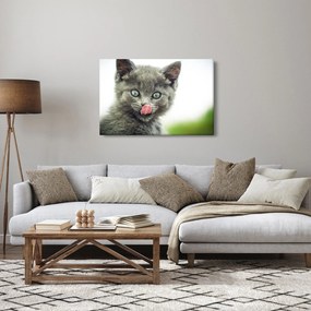 Obraz oblizujícího sa mačiatka (90x60 cm)