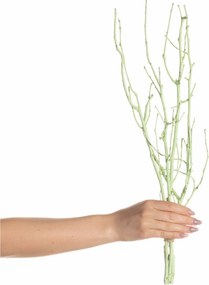 Lísková vetva 50cm light green
