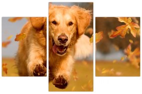 Obraz - Zlatý retriever (90x60 cm)