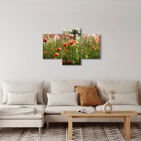 Obraz vlčích makov (90x60 cm)