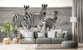 Fototapeta tri čiernobiele zebry v savane - 300x200